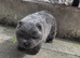KC CHOW CHOW PUPPIES