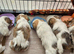 Only 1 puppy left Maltese & Lhasa-apso puppies