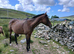 20 yesr old mare.