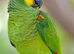 I want a bird after after being scammed