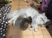 Stunning silver and golden chinchilla kittens!