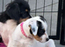 two beautiful jack russell girls