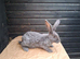 Flemish bucks