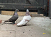 Pair of Turkish Takla Pigeons for Sale! ️