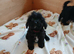 Cavapoo puppies **ready now**