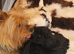 Stunning Yorkiepoos puppies available from Licensed Breeder.