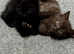  cat for sale A mix between Siamese and British shorthair