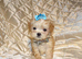 **Exquisite Micro Tiny Teacup Apricot F1 Maltese x Toy Poodle Maltipoo Boy Puppy**