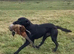 KC registered health tested Labrador puppies