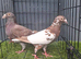 muleman Breeder pair