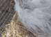 Unsexed lavender pekin