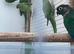 Indian Ringneck