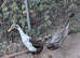 Pair of Indian runners