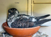 Pair of Iranian Pigeons for Sale ️