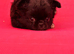 Kc long coat male