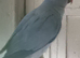 Turquoise male ringneck
