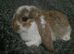 REDUCED Purebred french lops