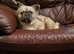 Fluffy female french bulldog 12 month old