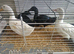Ducks free collections