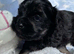 F1 Maltipoo boy