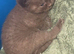 4 British shorthair kittens