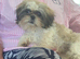 Beautiful shi Tzu puppy