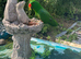 Male Eclectus Parrot – 8 Years Old