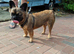 8 months old fluffy French Bulldog