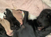 All pups £250