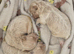 Maltipoo Puppies
