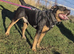 Stunning male Rottweiler x for stud