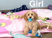Beautiful apricot cockapoo girls and boys available