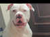Merle producer american bulldog