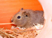 Smooth coat guinea pig male