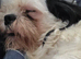 Shihtzu