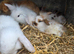 Baby Lop ear & lion head Rabbits