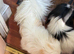 Pekes bi colou blk white & liver girls 18 months black white l
