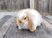 Mini Lop bunnies Pure Breed( Updated 12/07/2026)