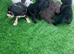 Beautiful F2 Cockapoo Puppies For Sale Cockapoo
