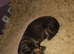 6 longhair mini dachshund puppies