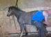 1yearly colts Welsh section A for sale