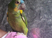 Hand reared gorgeous Blue Fronted Amazon Parrot.