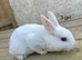 ️️5 week old mini Rex️