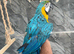 Friendly HandReared Baby Super Tame Blue & Gold Macaw Parrot