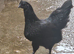 4 ayam hens pol