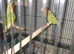 Peach faced lovebirds pairs