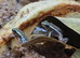 Santa Isabel dart frog.