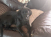 goldador puppies ready for their forever homes