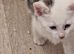 British Shorthair cross Bengal kitten