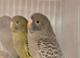 Beautiful young blackface budgies